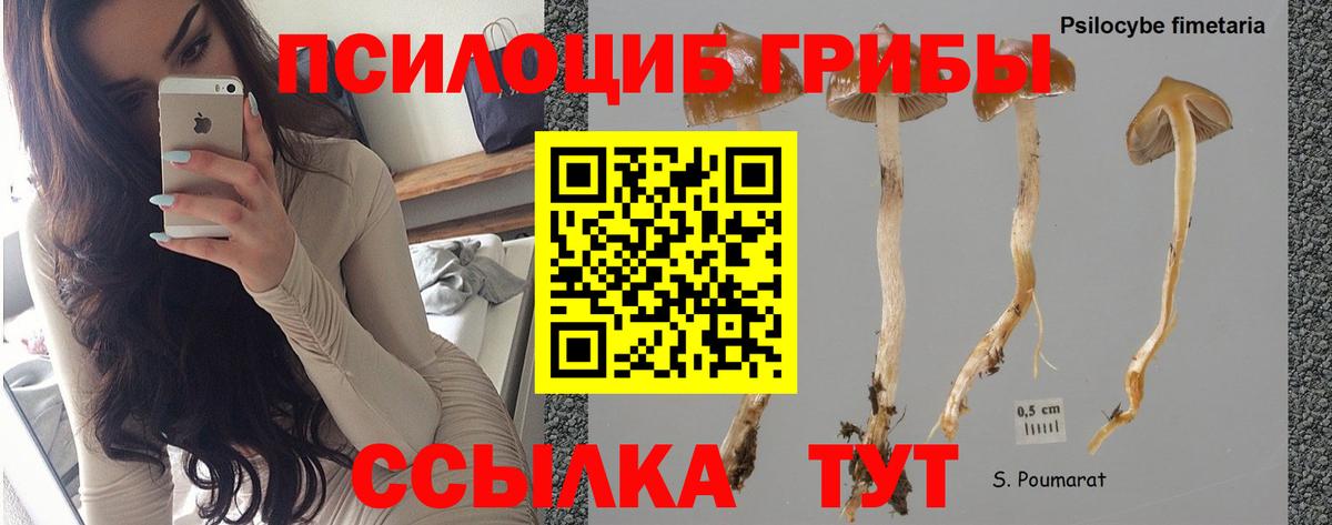 Псилоцибиновые грибы Psilocybe  Вход с VPN  Калач-на-Дону 